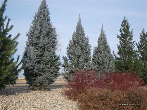 Choose an upright cultivar, such as a 'columnar' norway spruce, and plant as a living screen near a property line. Columnar Blue Spruce - Picea Glauca Fastigiata - Great ...