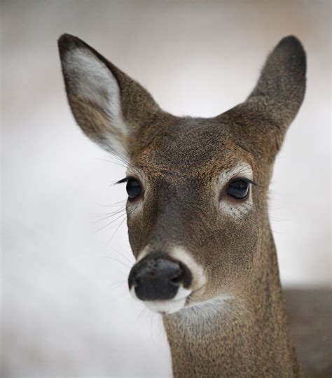 Beautiful Deer In The Smokies Whitetail Deer Photography Whitetail