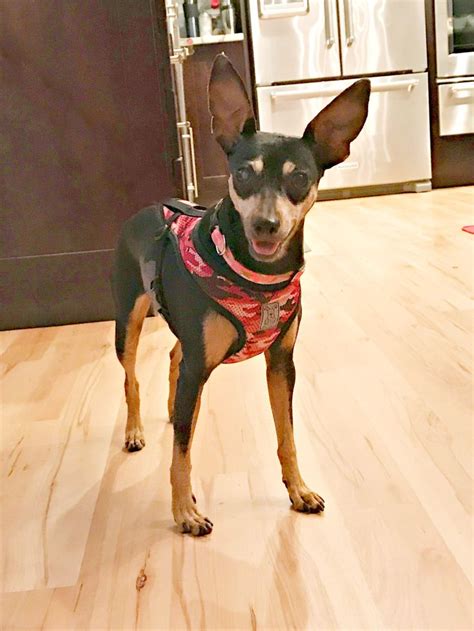 Miniature Pinscher Dog For Adoption In Spring Lake Nj Adn 709672 On