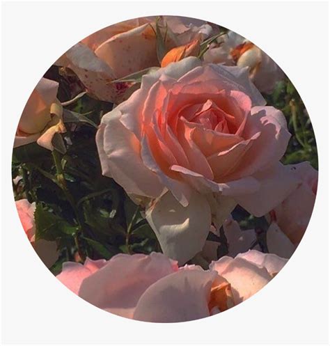 Roses Pink Pinkaesthetic Pfp Pfpicon Icon Aesthetic Hd Png