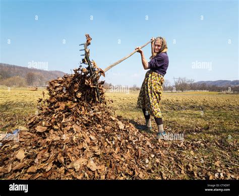 Old Woman Cleaning Fallen Walnut Leaves With A Rake Stock Photo Alamy