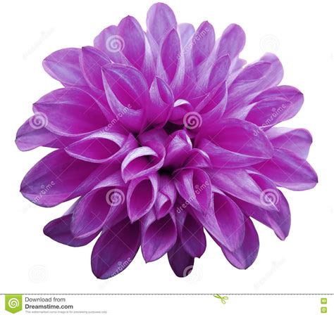 Flower Light Pink Dahlia Isolated On White Background Is No Shade