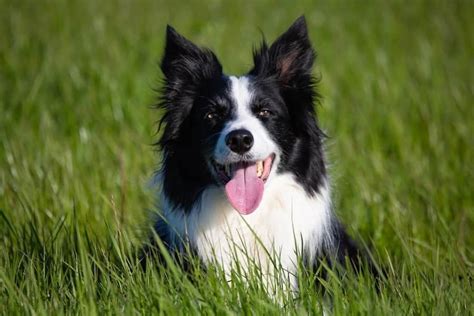 All About Dog Breeds Collie My Doggy Thing