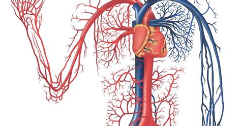 Digestive System Of Human Body Human Circulatory System Unlabeled Diagram