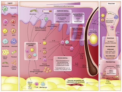 Schematic Representation Of Immunohistochemical Findings In