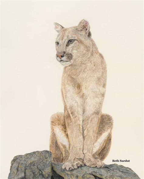 Mountain Lion Drawing At Getdrawings Free Download