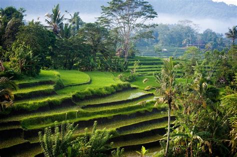 Find & download the most popular indonesia landscape photos on freepik free for commercial use high quality images over 7 million stock photos. nature, Landscape, Photography, Morning, Sunlight, Rice ...