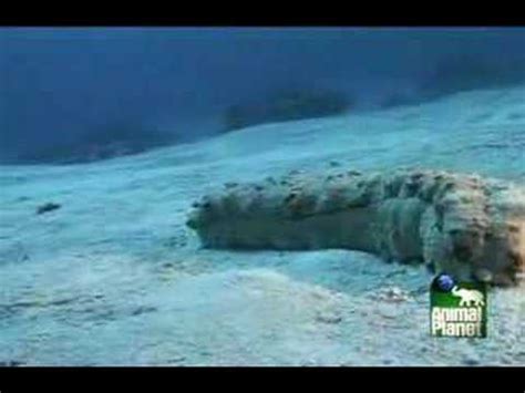 What is a sea cucumber? Sea Cucumber - YouTube