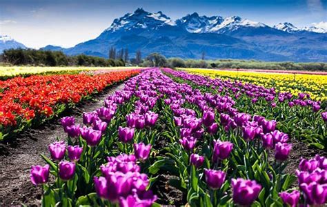 El Campo De Tulipanes De Trevelin Un Espectáculo De Colores En La