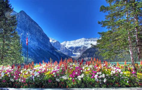 Wallpaper The Sky Snow Trees Flowers Mountains Lake Flowerbed