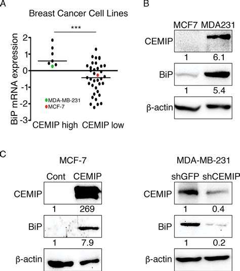 Cemip Upregulates Bip In Human Breast Cancer Cell Lines A Mrna