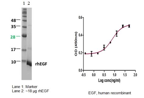 Apexbio Epidermal Growth Factor Egf Human Recombinant