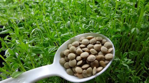 Sprouts are edible shoots obtained from watered and germinated beans. How to Grow Lentil Shoots From Lentil Sprouts - YouTube