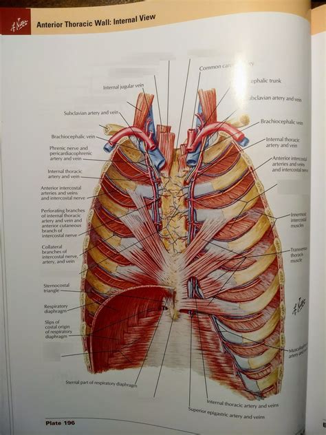 Anterior Thoracic Wall Internal View Diagram Quizlet