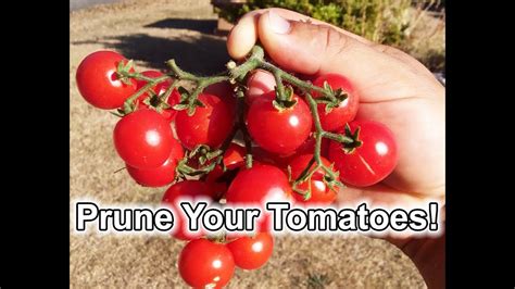 How To Prune Tomatoes For Maximum Yield And Harvest Youtube