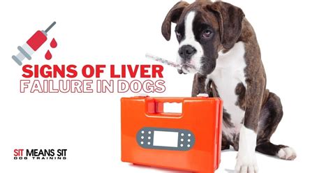 Signs Of Liver Failure In Dogs Sit Means Sit Dog Training Atlanta