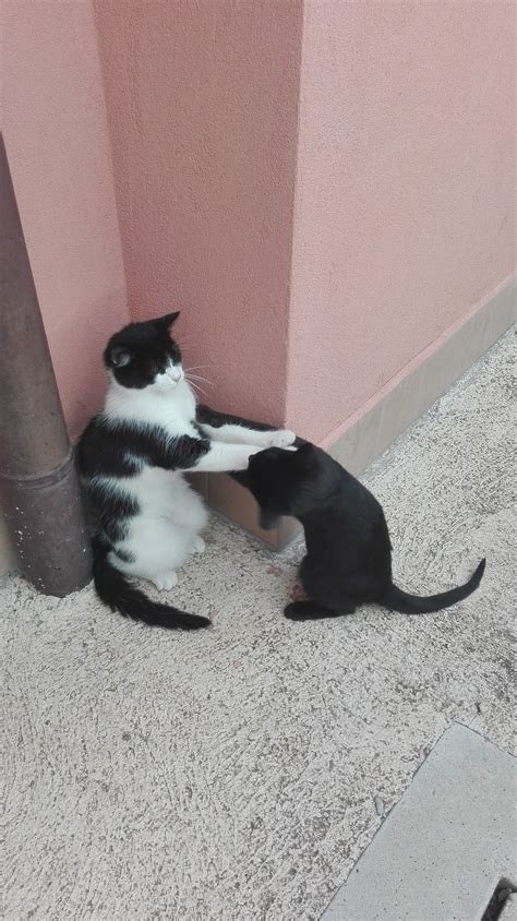 Raffaella carrà (raffaella maria roberta pelloni). Il tuca tuca | Petpassion