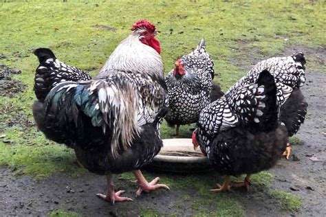 Silver Laced Wyandotte Eggs Height Size And Raising Tips