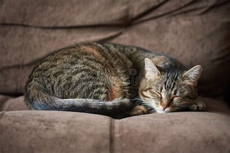 Cute Cat Sleeping On The Sofa At Home Stock Photo Image Of Tired
