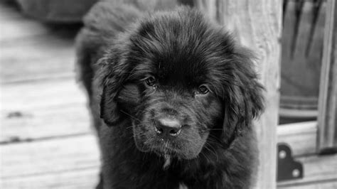 12 Newfoundland Dog Facts That Newfie Lovers Know By Heart The Dog