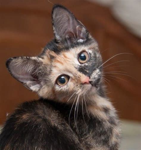 Tortoiseshell Cat For Adoption In Westminster Colorado Splash In