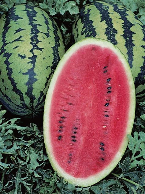 Watermelon Allsweet Organic Watermelon Organic Seeds Fruits And