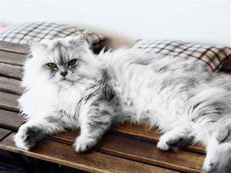 10 Amazing Facts About The Persian Cat Uk Pets