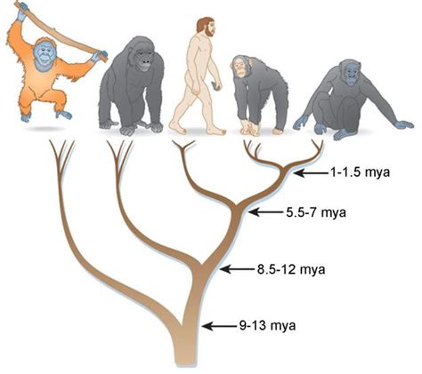 Primate Speciation A Case Study Of African Apes Biological