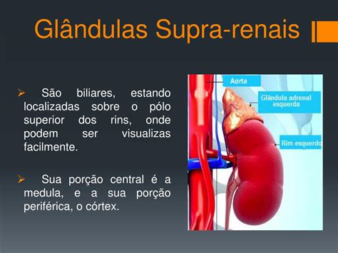 Função Da Glandula Supra Renal