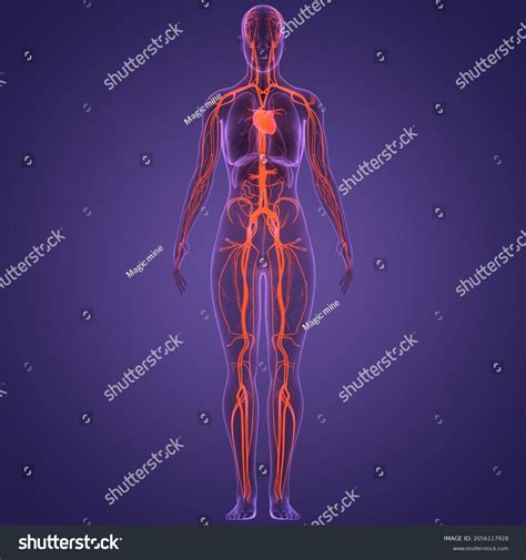 Human Circulatory System Heart Anatomy 3d Stock Illustration 2056117928