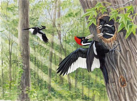 Ivory Billed Woodpeckers Philip Hotlen Flickr