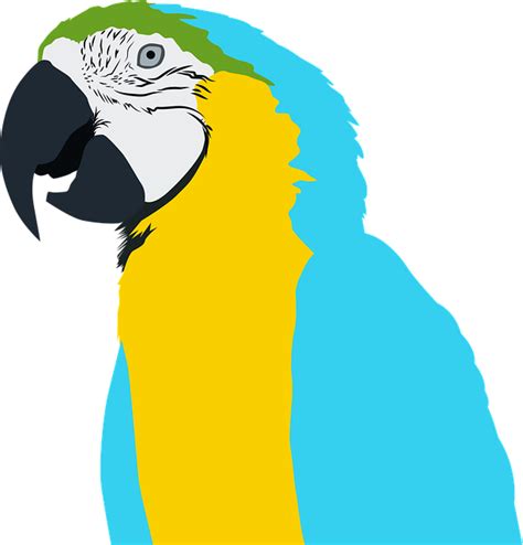 Parrot Ave Bird · Free Vector Graphic On Pixabay