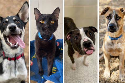 Meet The 30 Adoptable Dogs And Cats In Our Cutest Pets In Dallas 2021