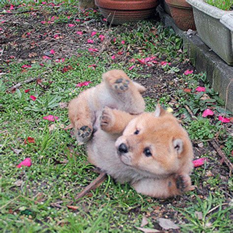 And Now Ridiculously Adorable Shiba Inu Puppies