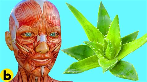 Using Aloe Vera Everyday Does This To Your Body Youtube