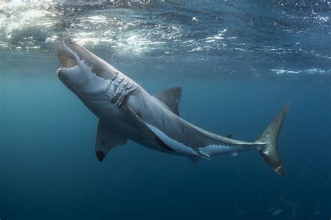 Great White Shark Taken At The Neptune Islands Spencer Gu Flickr