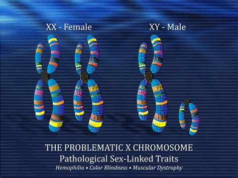 Ppt Biology And Sex Chromosomal Sex Chromosomal Anomalies Powerpoint Presentation Id 5038975