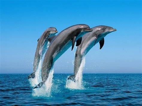 75 Free Dolphin Desktop Wallpaper