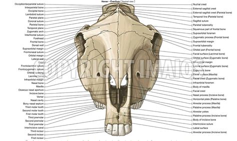 Horse Osteology Normal Anatomy Vet Anatomy Horse Anatomy Skull