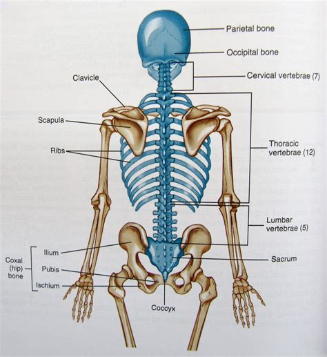 Human Back Bones Diagram Muscles Of The Back Teachmeanatomy This Is