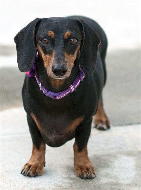 Our dachshund puppies for sale come from either usda licensed commercial breeders or hobby breeders with no more than 5 breeding mothers. Dachshund dog for Adoption in San Diego, CA. ADN-409221 on PuppyFinder.com Gender: Female. Age ...