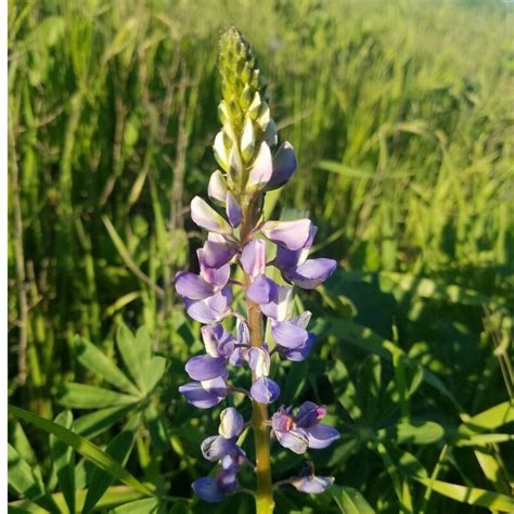 Gold/yellow green white flower inflorescence: Pin by The Valley Hive on Bee Friendly Flowers | Bee ...
