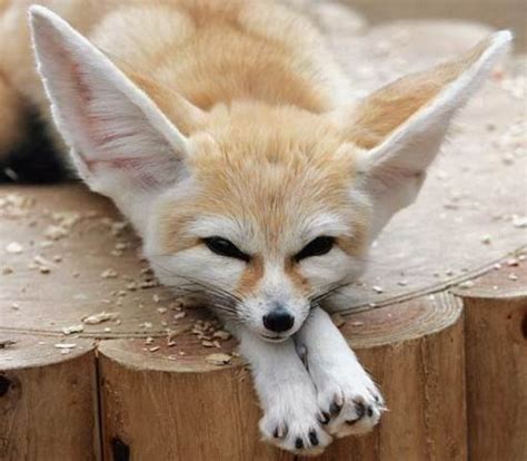 5 Interesting Facts About Fennec Foxes Haydens Animal Facts