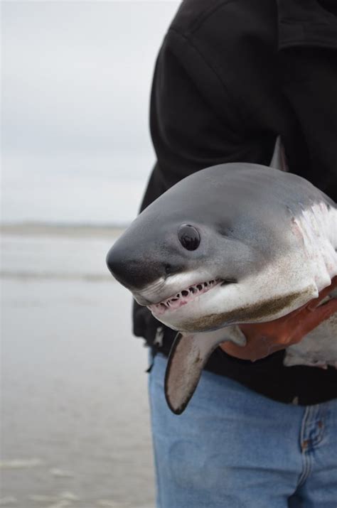 Psbattle Baby Shark Photoshopbattles