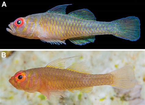 Trimma Wangunui A New Species Of Goby From The Western Pacific Ocean