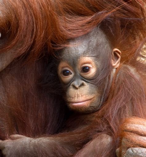 An Baby Orangutan 2 Tony Hisgett Flickr