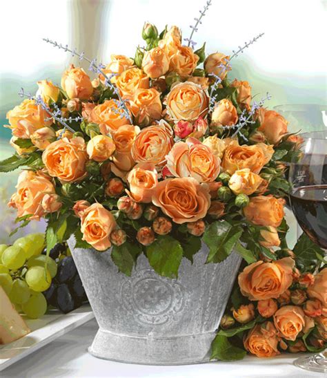 Ramona hat eine beschwerde geschrieben. Beet-Rose 'Dolce Vita®': 1A-Rosenpflanzen bestellen ...