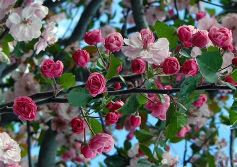 Free Images Branch Blossom Flower Petal Food Spring Produce