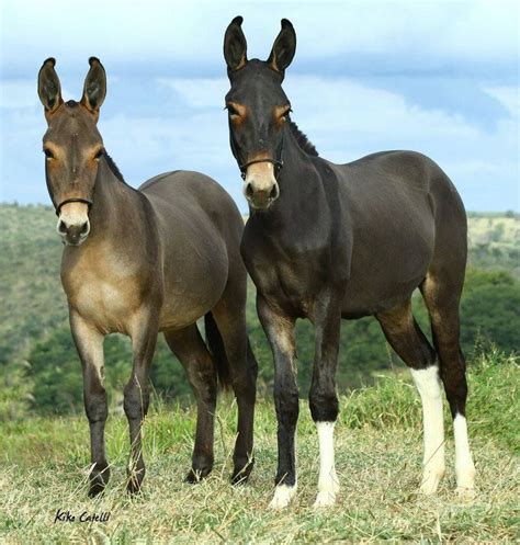 Tobiano Mule Mules Animal Cute Animals Animals Beautiful