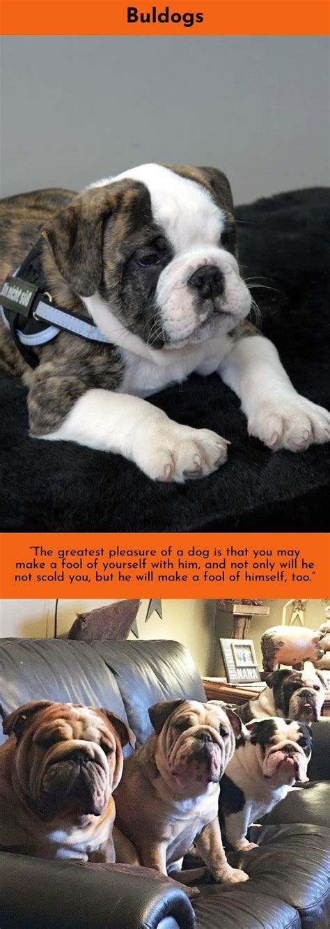 Pinscher double doodle english bulldog english bulldog hybrid english mastiff english shepherd english shepherd hybrid english springer spaniel eskipoo farm kitten foodle forever puppies fox terrier (smooth). English Bulldog Puppies Price - Wayang Pets